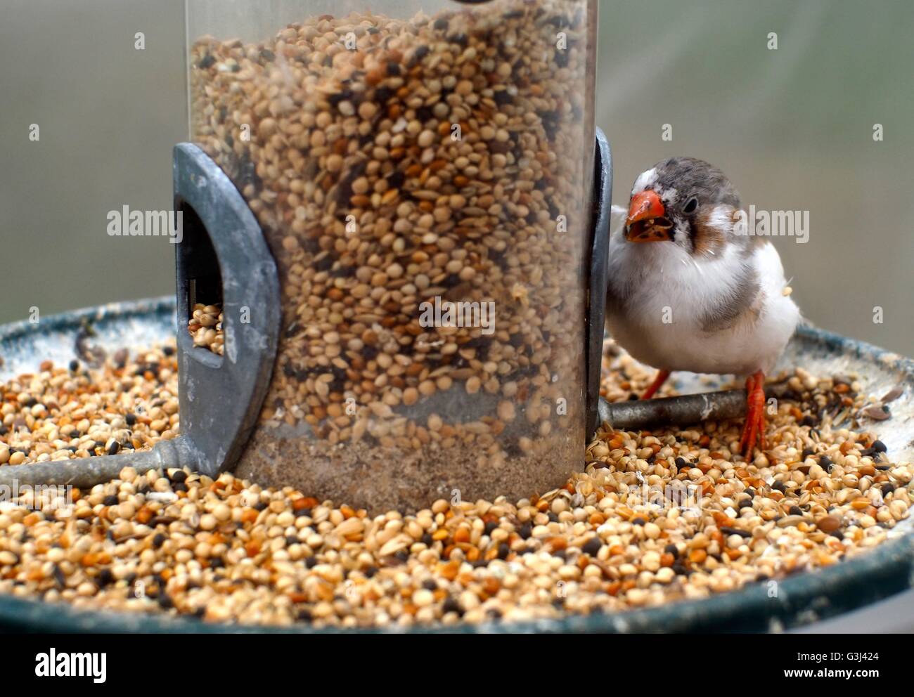 Zèbre avec bec orange se nourrissant d'un mangeoire à oiseaux Banque D'Images
