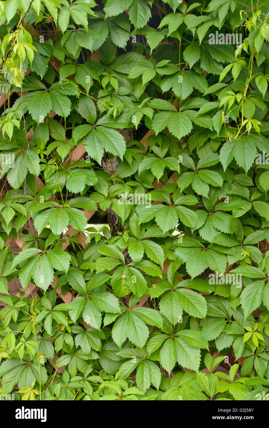 Mur Vert raisin sauvage Banque D'Images