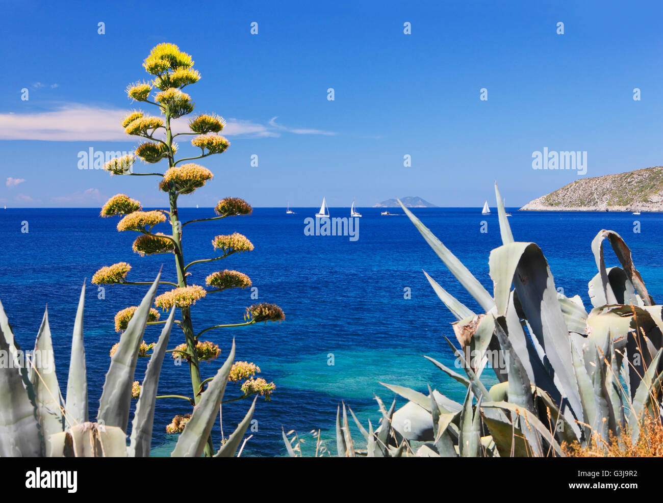 Fleurs d'Agave en mer Méditerranée avec voiliers Banque D'Images