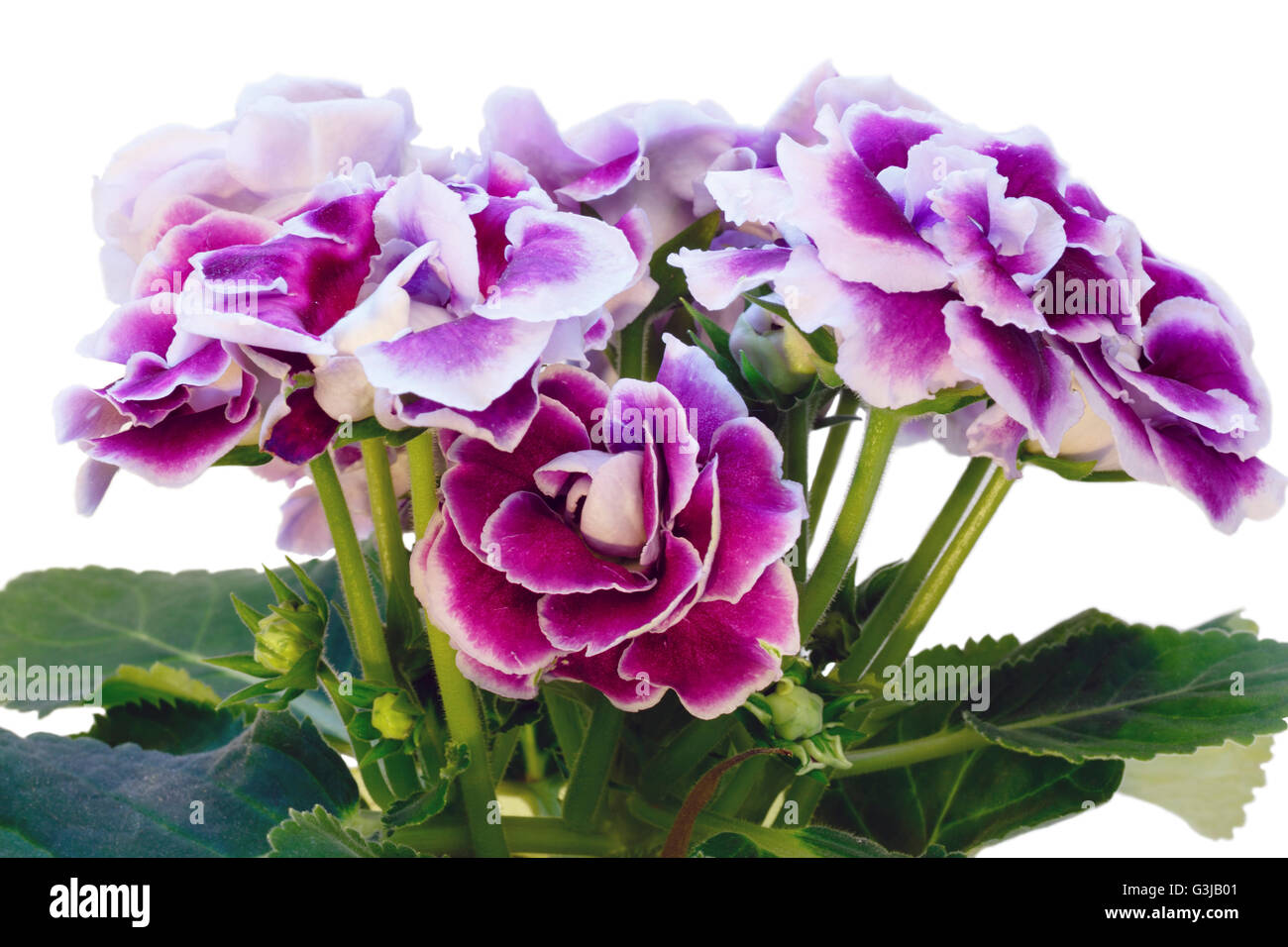 Gloxinia plante avec des fleurs violet-blanc isolé sur blanc. Banque D'Images