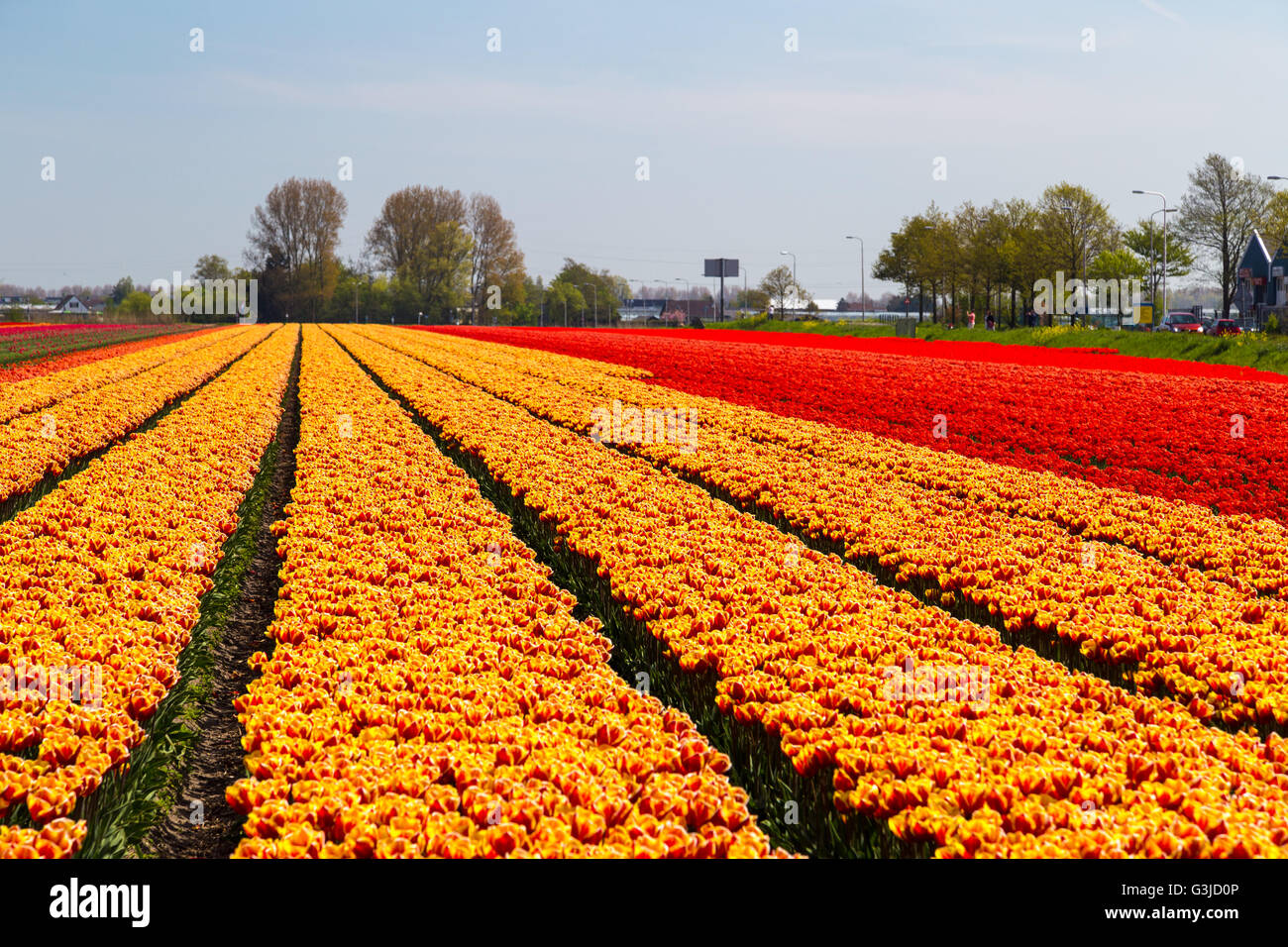 Champ de tulipes orange et rouge près du village de Heerlen aux Pays-Bas en mai Banque D'Images