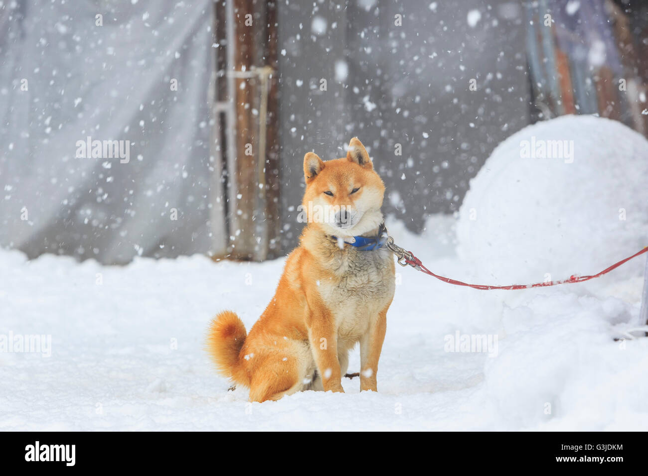 Couchage chien à des Villages historiques de Shirakawa-go en un jour de neige Banque D'Images