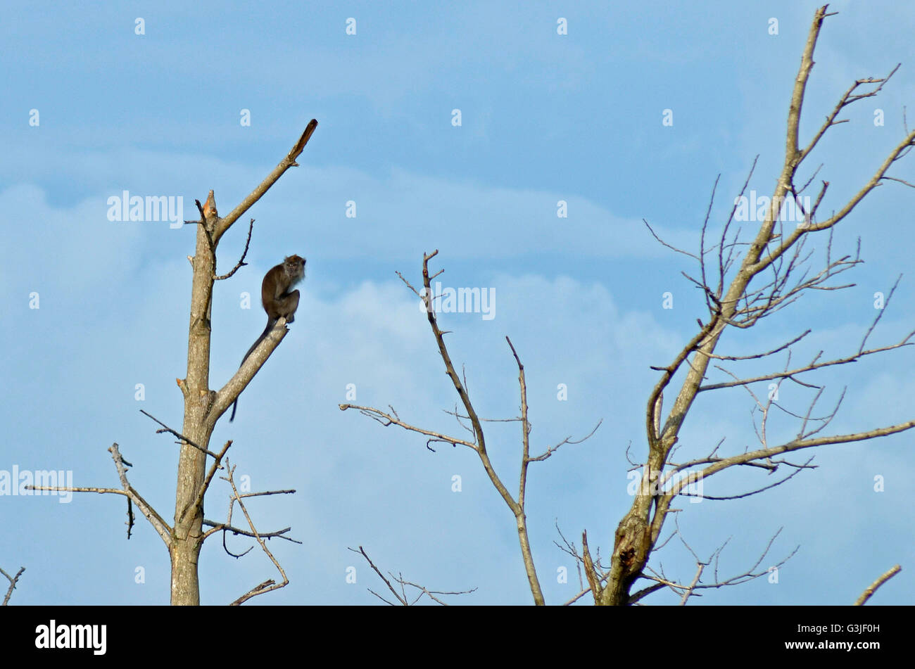 Pekanbaru, Indonésie. 13 avr, 2016. Un macaque à longue queue dans un arbre à Sumatra, Indonésie. © Afrianto Silalahi Riau/Images/Pacific Press/Alamy Live News Banque D'Images