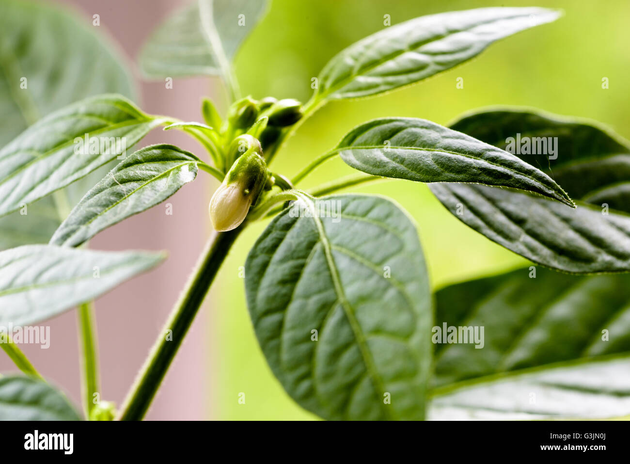 Close-up macro image d'une floraison de fleurs chili blanc au milieu de green chili feuilles du Krakatoa F1 plante hybride. Jardin Banque D'Images