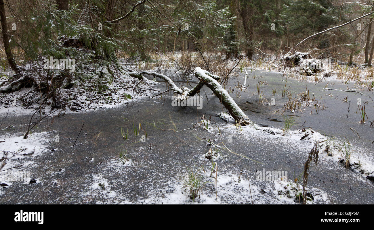 Première neige paysage de forêt avec l'eau gelée et sapins, La Forêt de Bialowieza, Pologne, Europe Banque D'Images