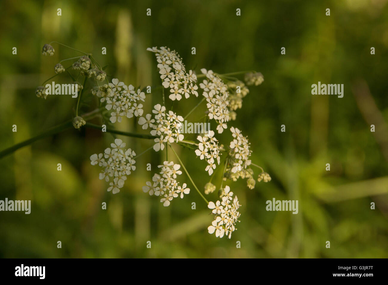 Close up cow parsley Anthriscus sylvestris éclairée par la lumière douce soirée Banque D'Images