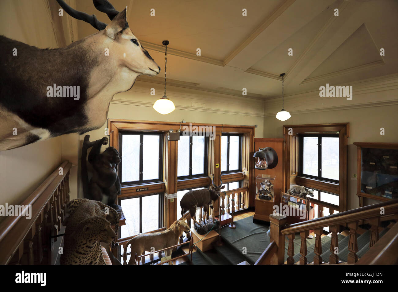 Vue de l'intérieur de Musée Redpath de l'Université McGill. Montréal. Le Québec. Canada Banque D'Images