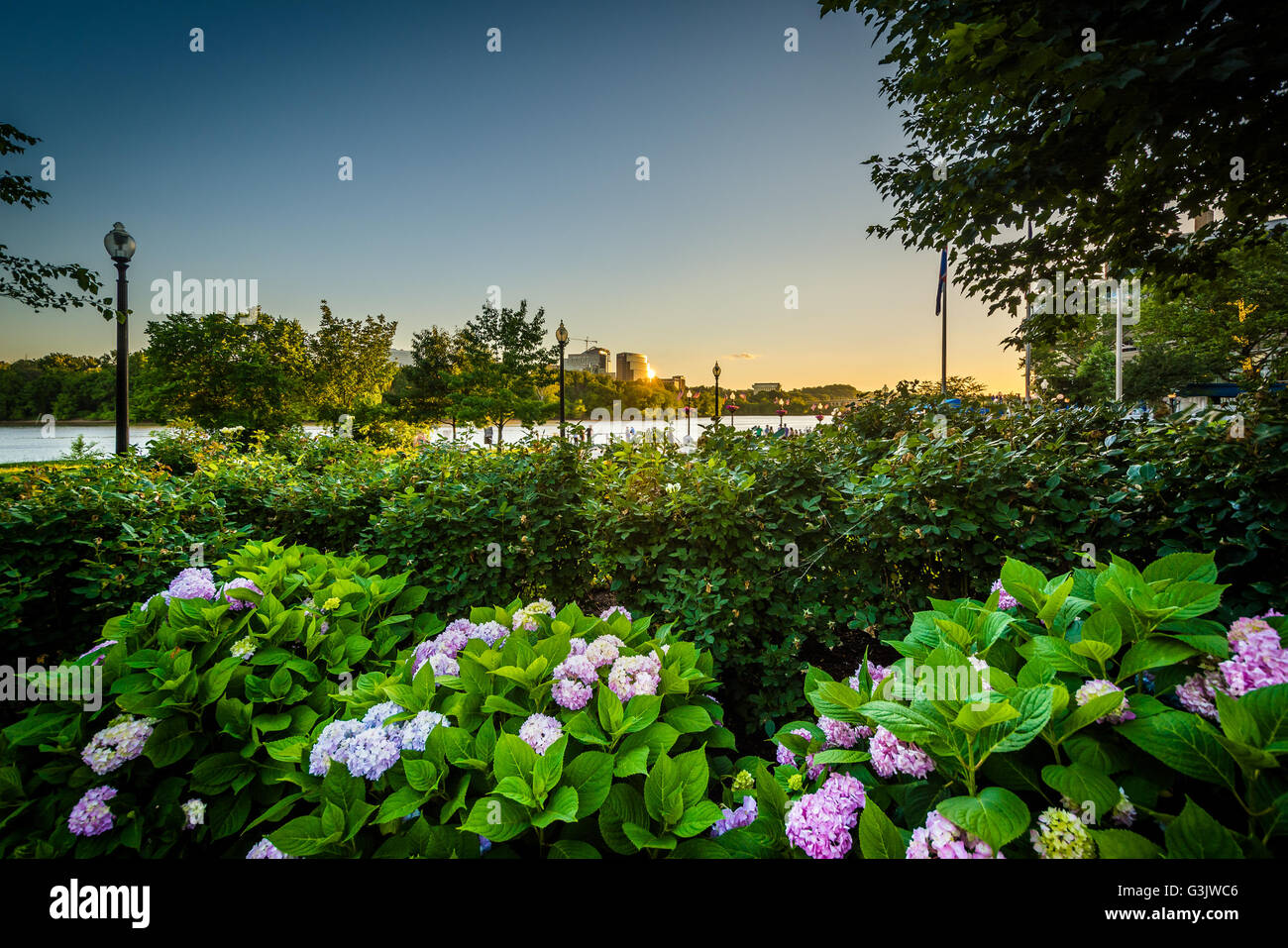 Des fleurs au coucher du soleil, à Georgetown, Washington, DC. Banque D'Images