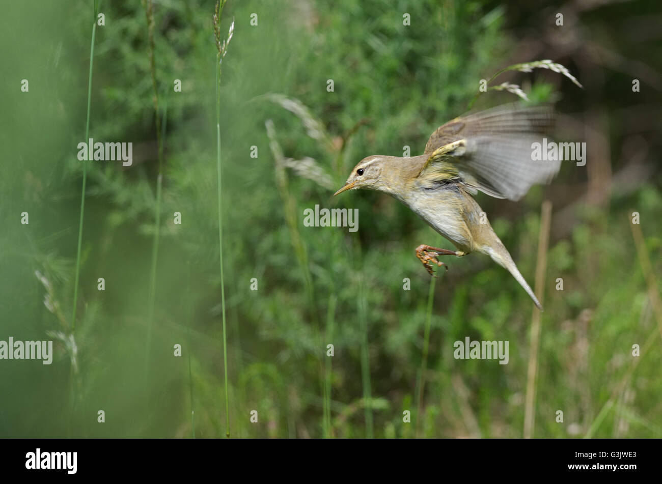 Trochilus Willow Warbler-Phylloscopus, en fuite. Au printemps. Uk Banque D'Images