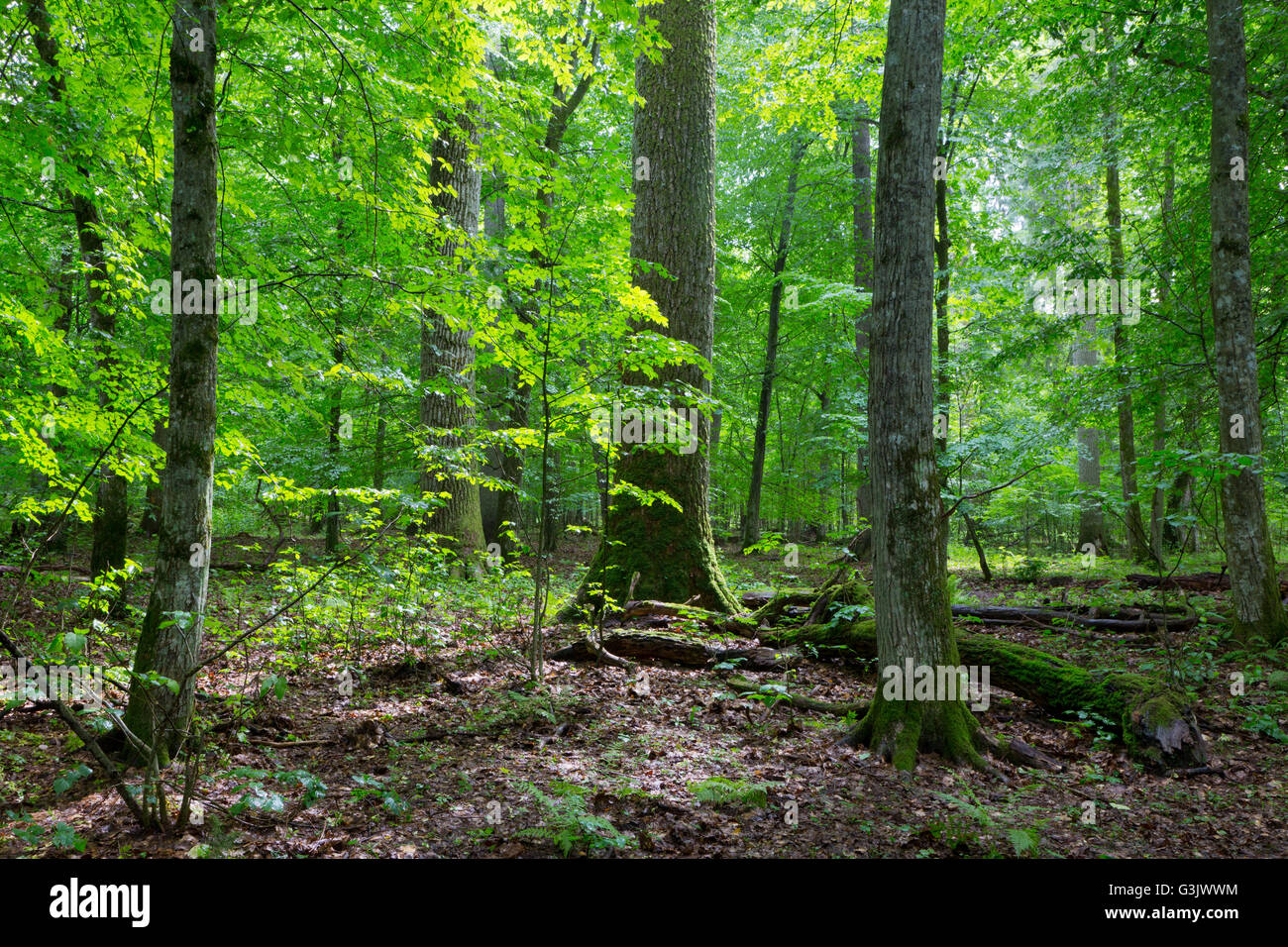 Primeval peuplement feuillu de forêt naturelle en été, la forêt de Bialowieza, Pologne,Europe Banque D'Images