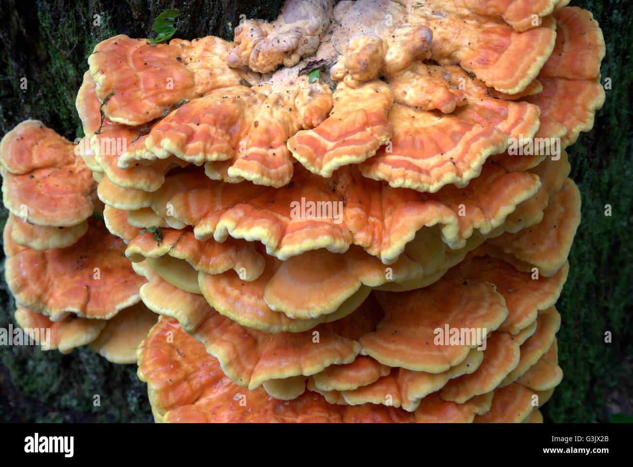 Durée : soufre(sulphureus) Gros plan sur les champignons vieux chêne Banque D'Images