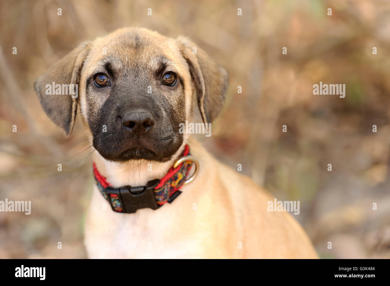Chiot Mignon est un gros plan d'une adorable chiot chien vous regarde avec ces grands yeux adorables. Banque D'Images