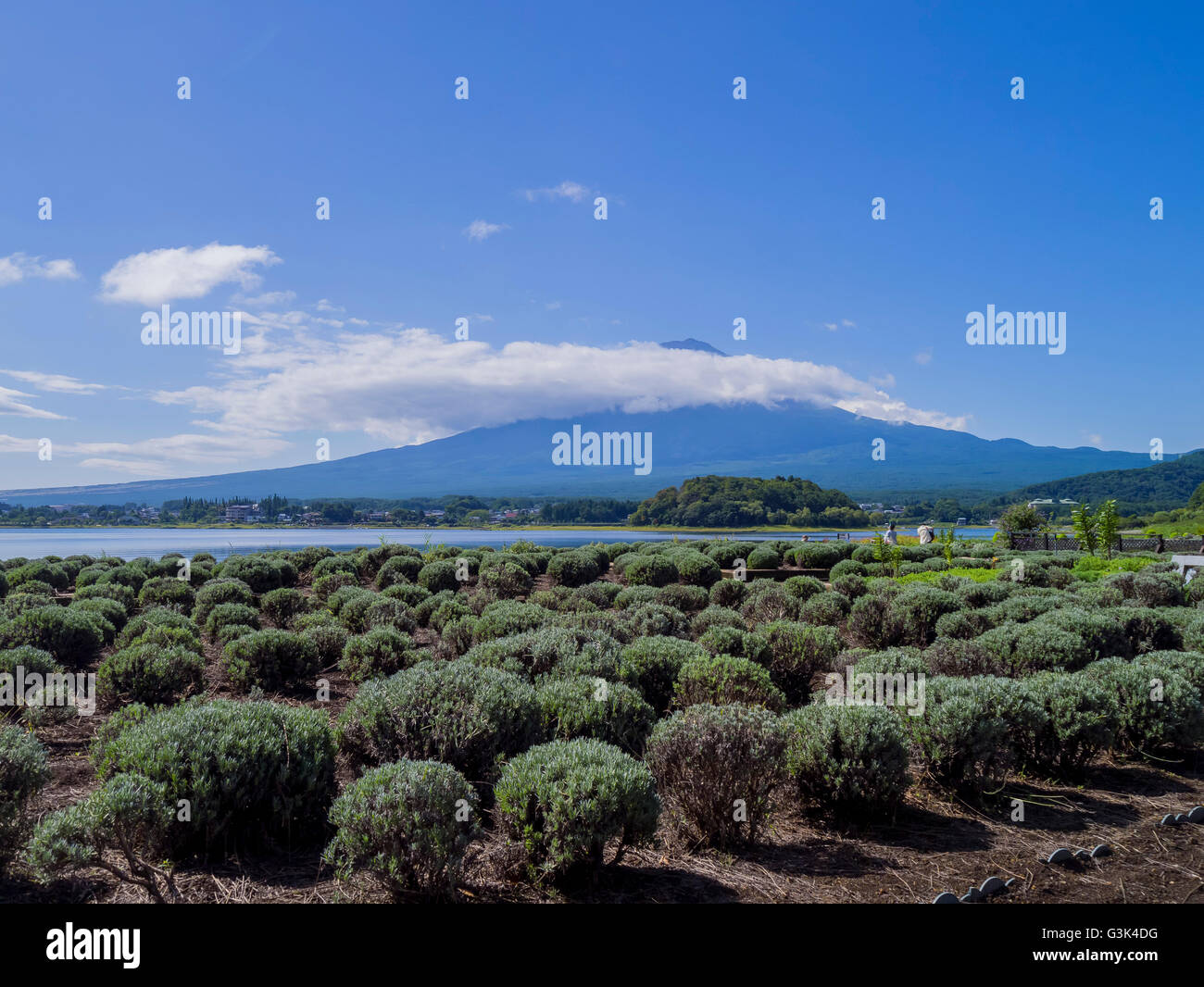 Beau paysage autour du lac Kawaguchi, Japon Banque D'Images