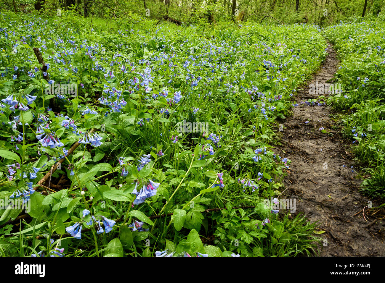 Bluebells (Mertensia virginica) tapissent le sol de Carley State Park dans le sud du Minnesota au printemps. Banque D'Images