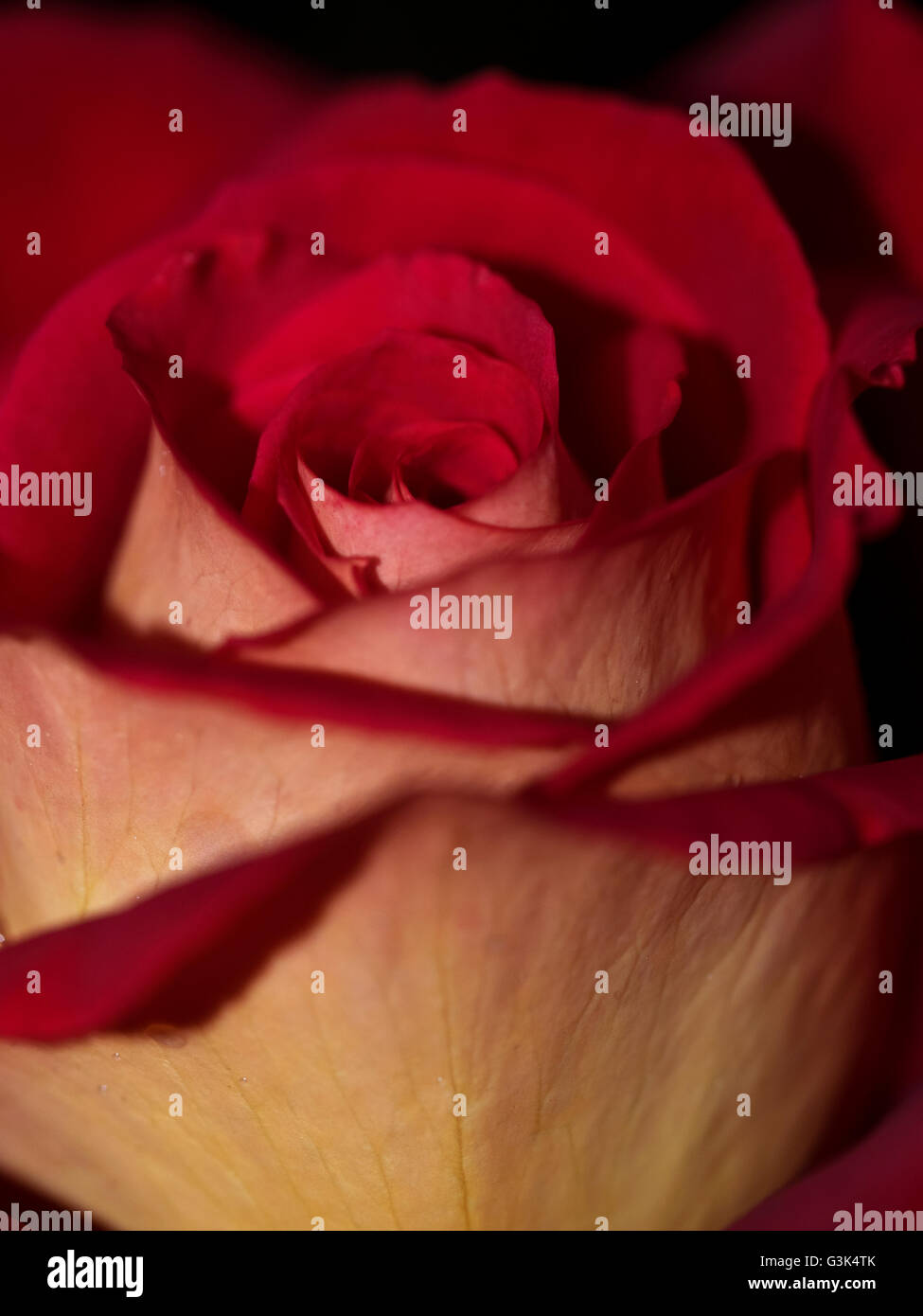Kleopatra rouge jaune rose nouvelle couleur rose Macro Banque D'Images