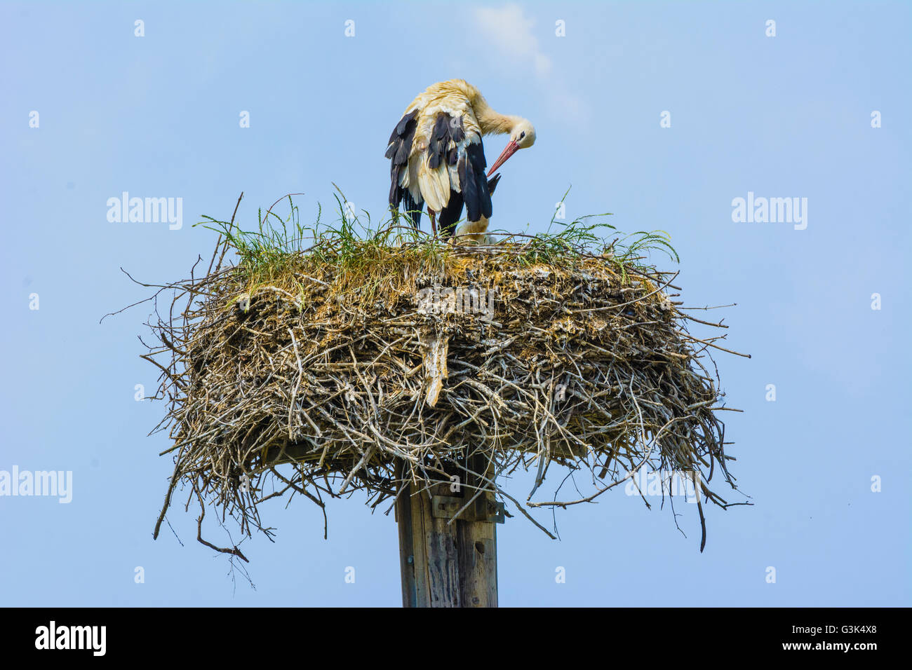 Cigogne Blanche (Ciconia ciconia ) avec les jeunes au nid d'oiseaux, l'Autriche, Niederösterreich, Autriche, Wiener Alpen, Bad Schönau Banque D'Images