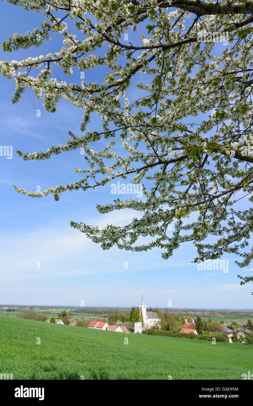 Arbre en fleurs donnant sur Sierndorf an der March, Autriche, Niederösterreich, Autriche, Weinviertel, Jedenspeigen Banque D'Images