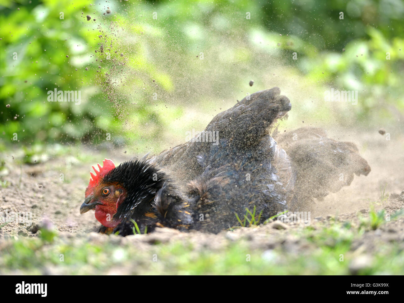 Poussière de poulet baignoire Photo Stock - Alamy