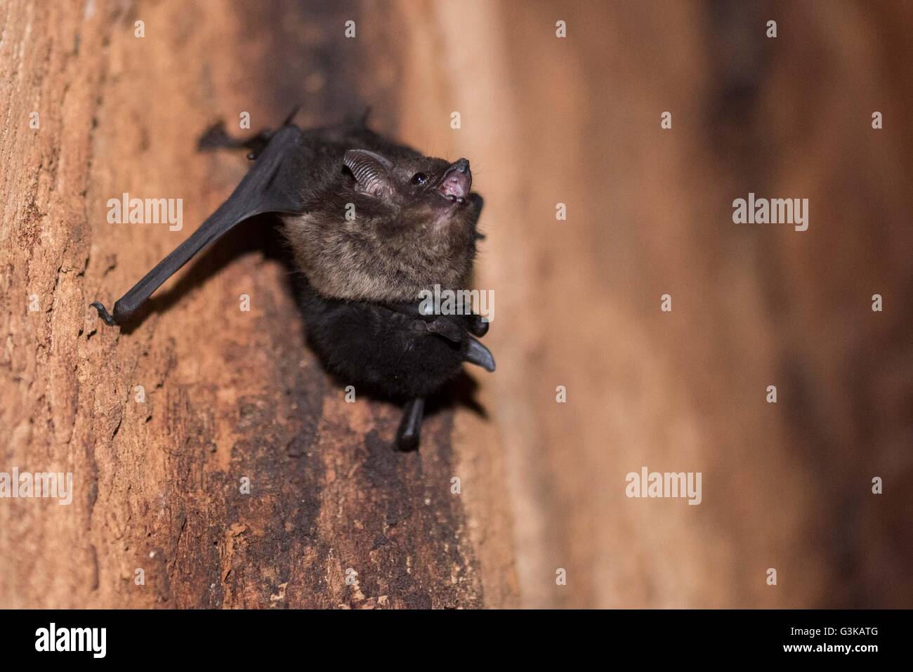 Bat et bébé bat dans un arbre creux dans la réserve naturelle de Cabo Blanco, Costa Rica Banque D'Images