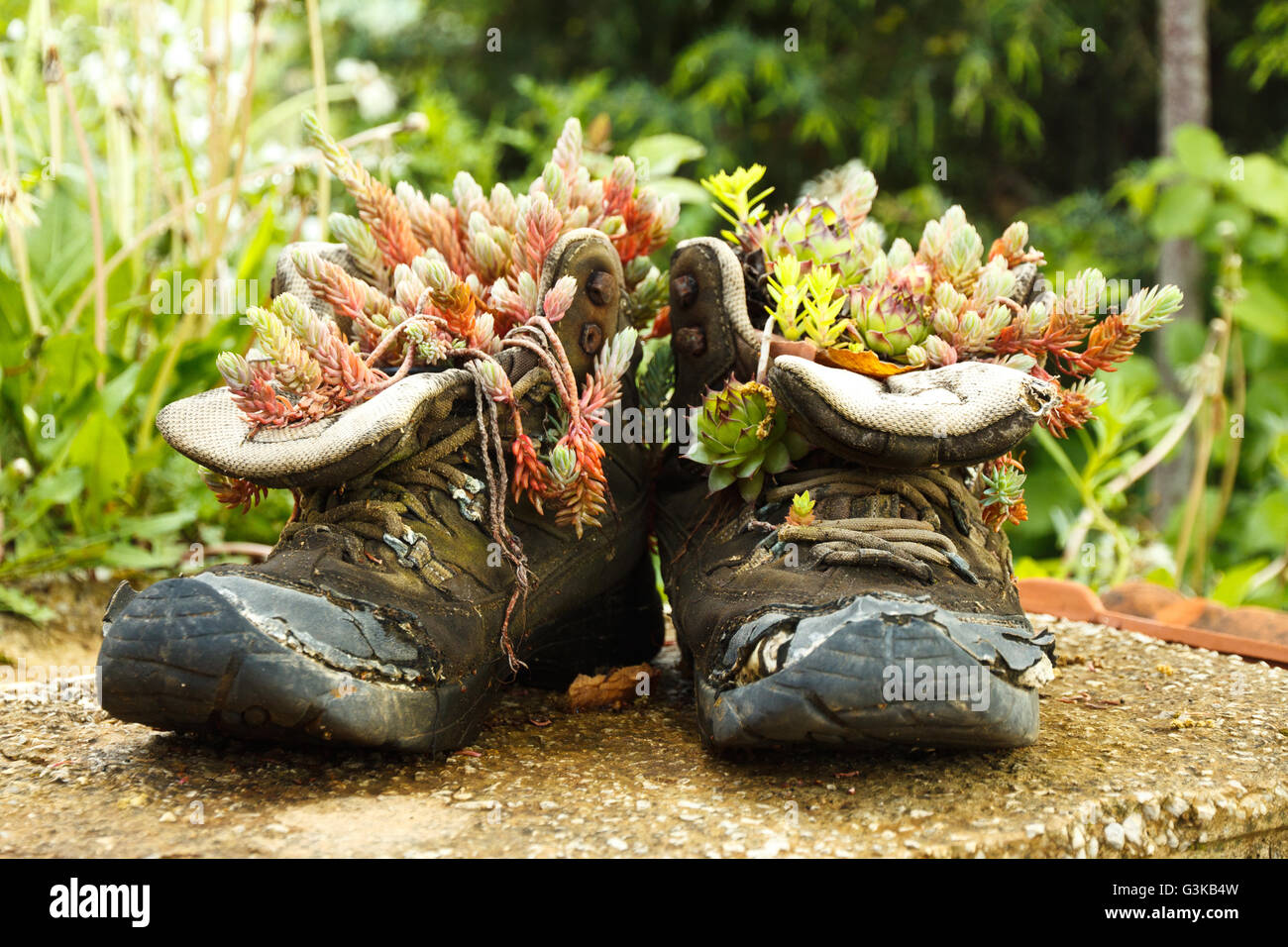 Vieilles chaussures de randonnée comme un pot de fleurs Photo Stock - Alamy