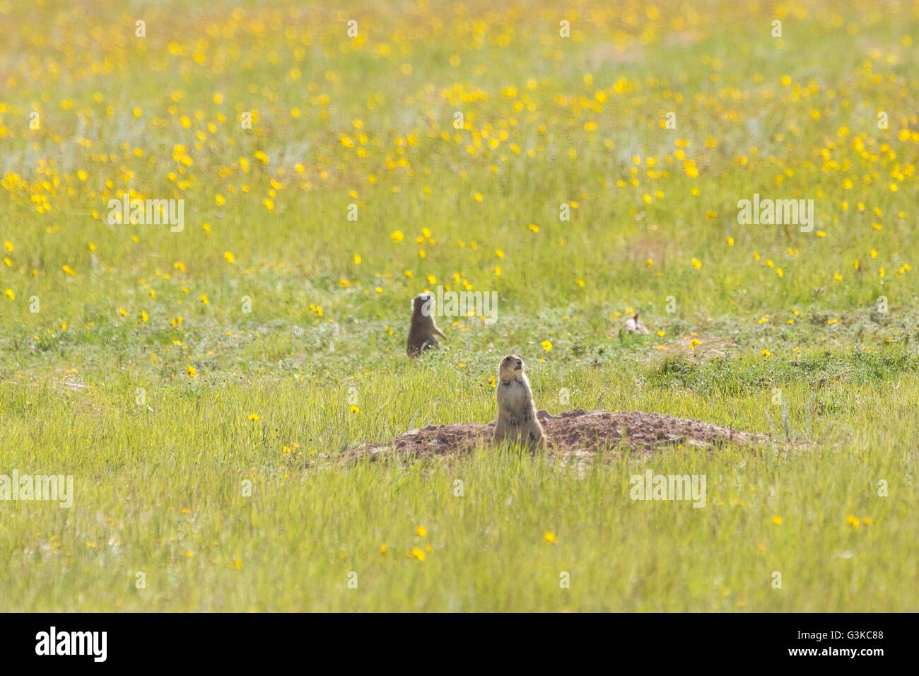 Une paire de chiens de prairie à queue noire, ni de un terrier dans une colonie qui occupe un terrain de banlieue dans la région de Cheyenne (Wyoming). Banque D'Images