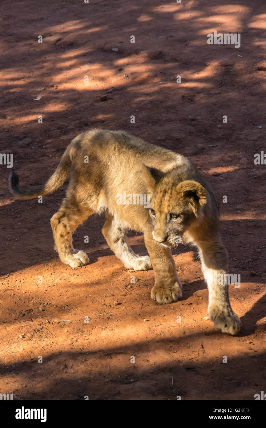 Le Lion d'Afrique est le prédateur du sommet de la sauvage africaine Banque D'Images