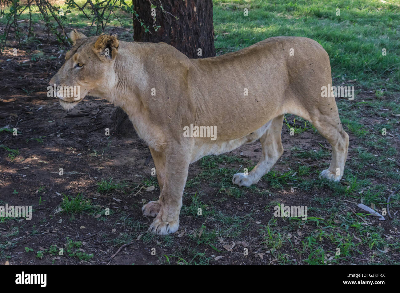Le Lion d'Afrique est le prédateur du sommet de la sauvage africaine Banque D'Images