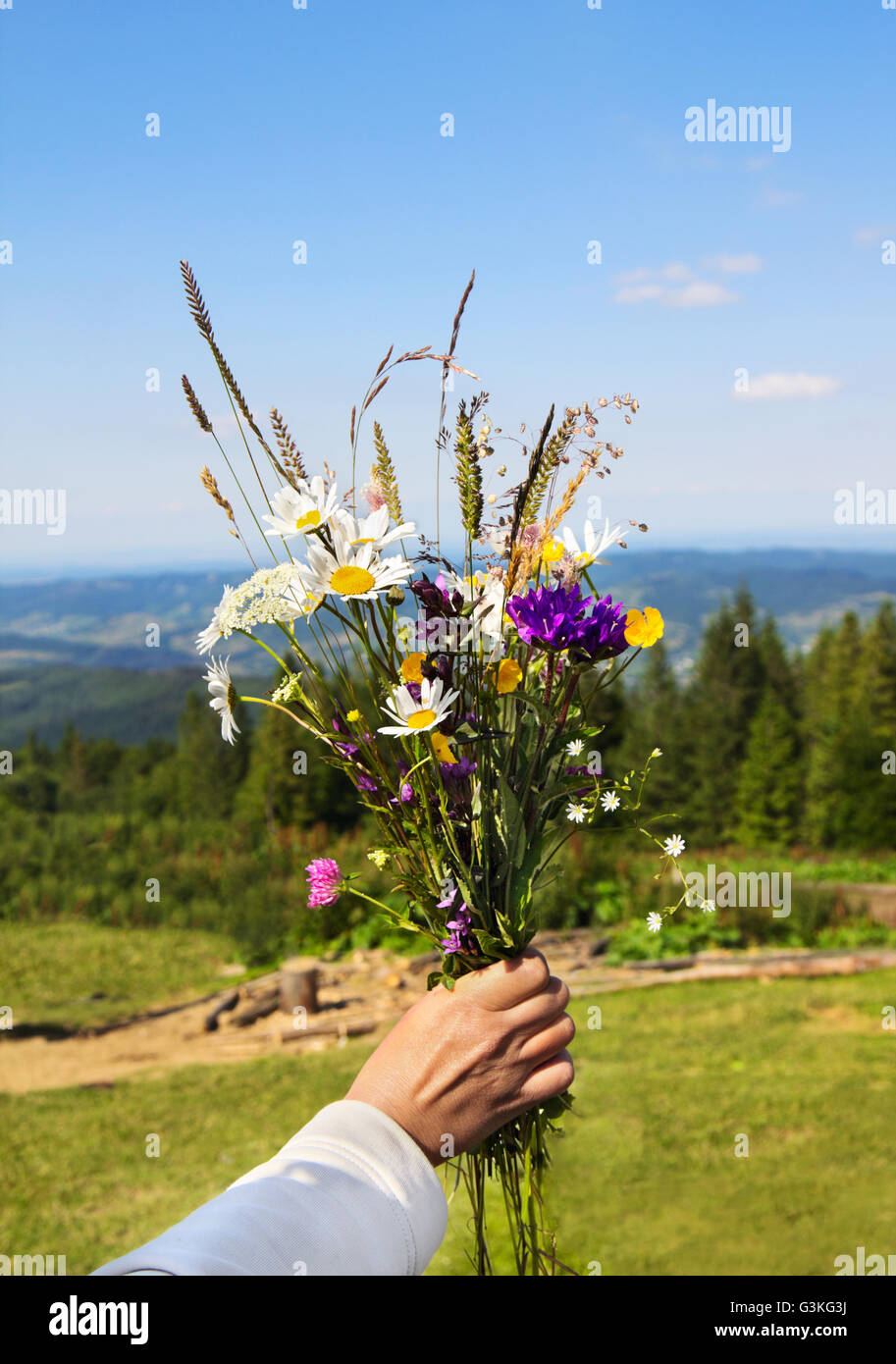 Bouquet de fleurs sauvages d'été dans la main de femme sur fond de montagnes. Banque D'Images