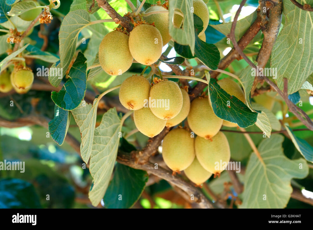 Le kiwi (Actinidia groseille chinois /sp.) sur l'arbre de vigne. Le kiwi est originaire de Chine et d'une large diffusion au monde Banque D'Images