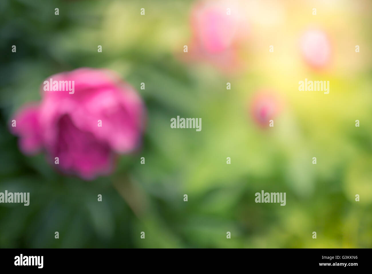 Journée mère avec fond fleurs pivoines Banque D'Images