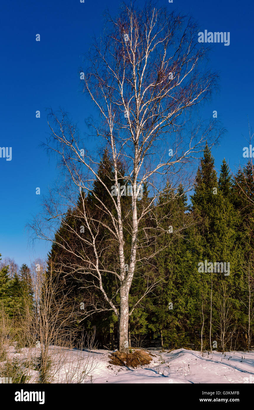 Au début du printemps en Russie centrale au cours du mois de mars Banque D'Images