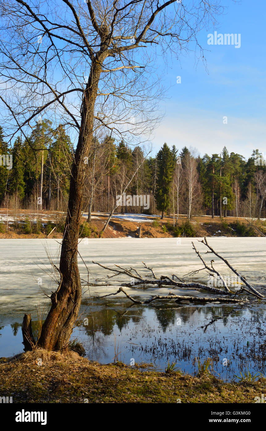 Au début du printemps en Russie centrale au cours du mois de mars Banque D'Images