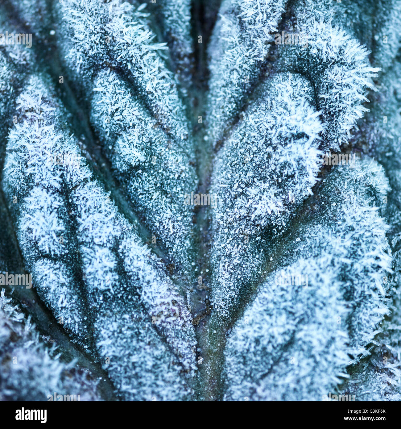 Close up plein cadre du gel sur les feuilles texturées Banque D'Images