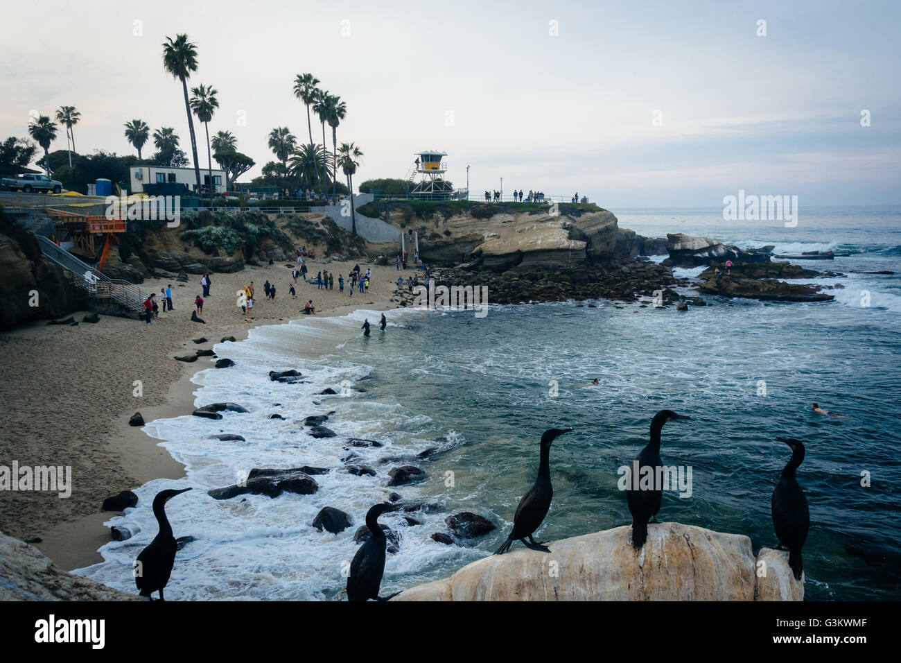 Les oiseaux et d'une vue sur la plage de La Jolla, en Californie. Banque D'Images