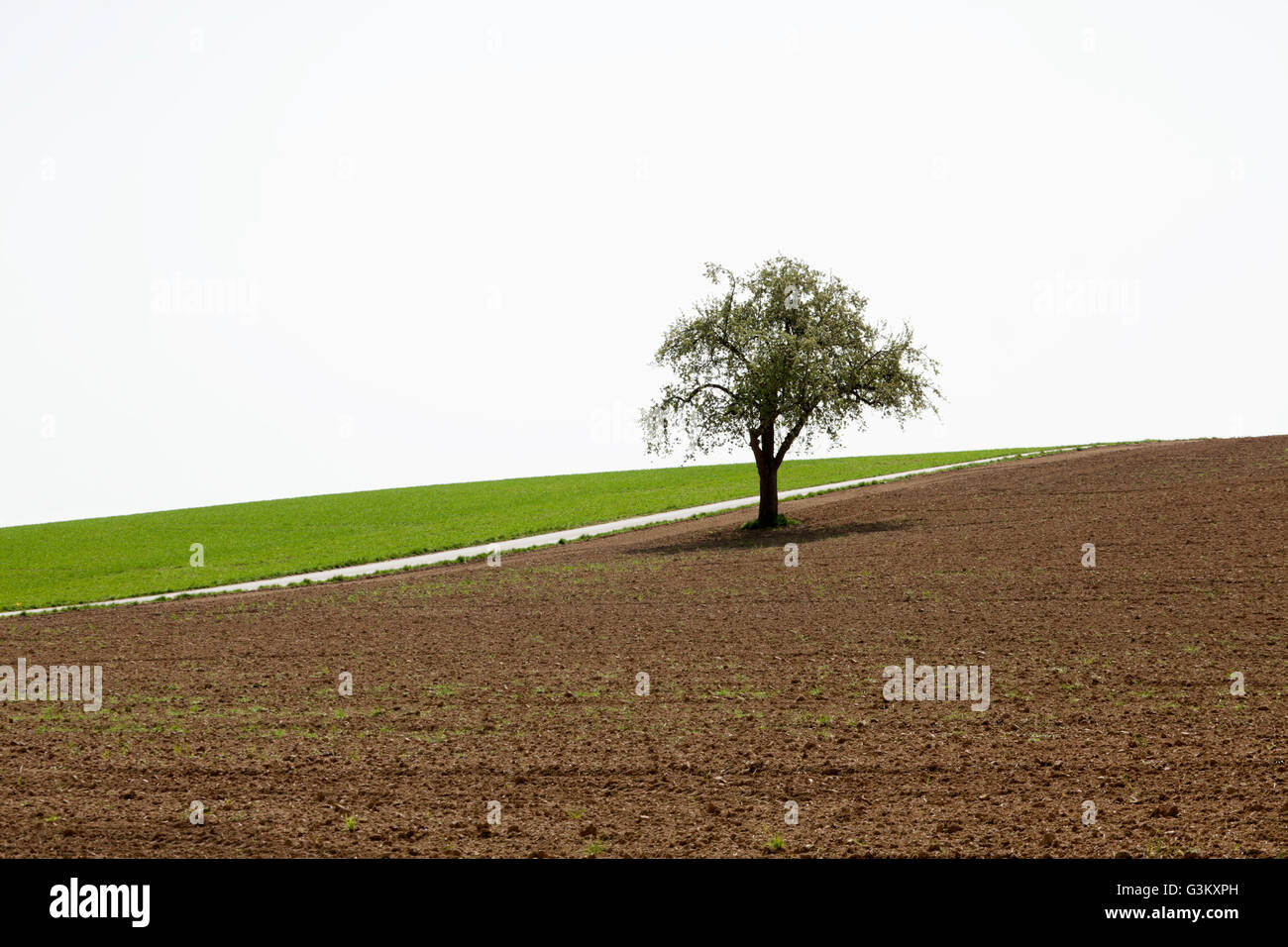 Un arbre sur un champ labouré Banque D'Images