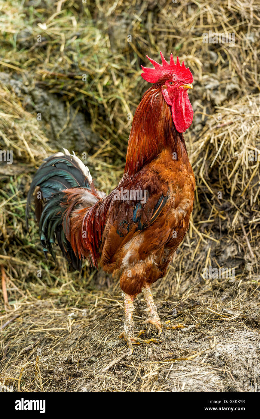 Poulet (Gallus gallus domesticus), coq sur tas de fumier, de Haute-bavière, Bavière, Allemagne Banque D'Images