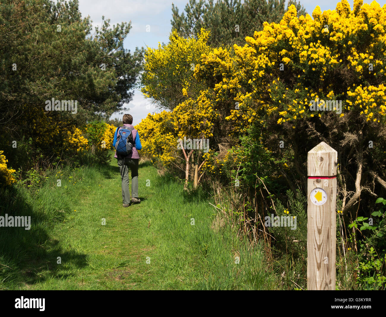 Femme walker sur Dornoch Histoire de marche Trail Sutherland Highlands écossais une sur Dornoch Firth côte-nord belle météo jour Mai Banque D'Images