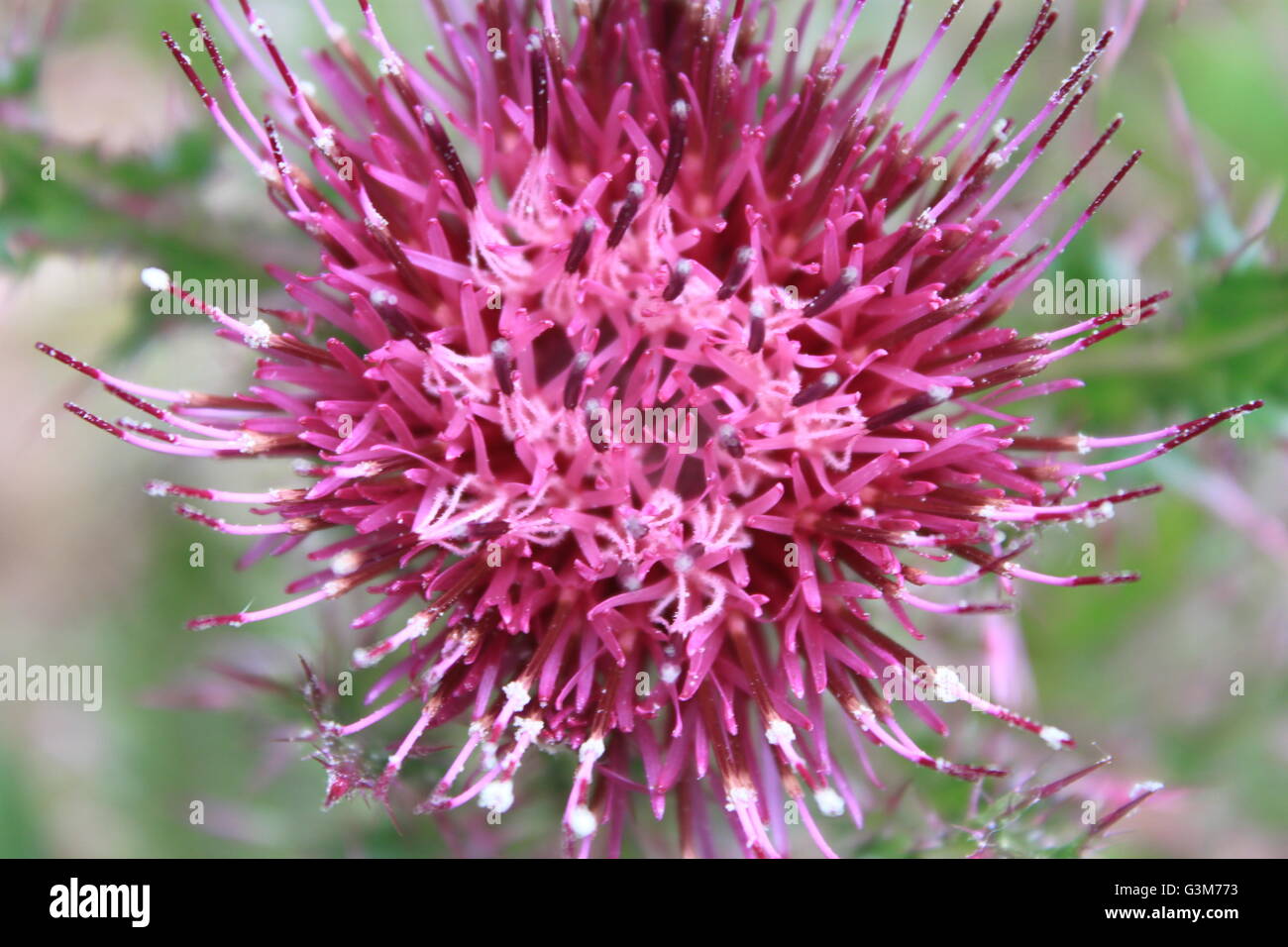 Libre d'une fleur de chardon Banque D'Images