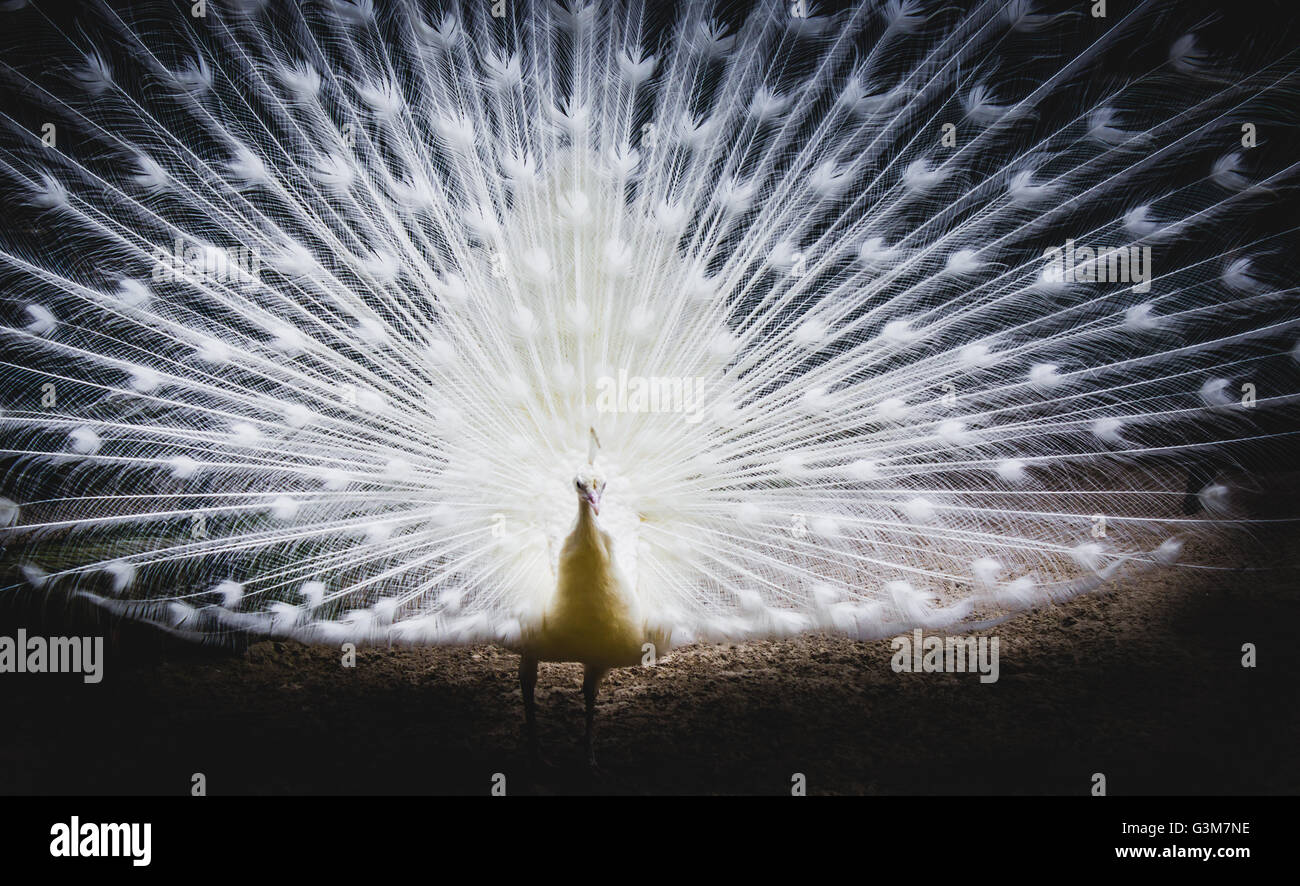 Paon blanc avec queue Banque D'Images