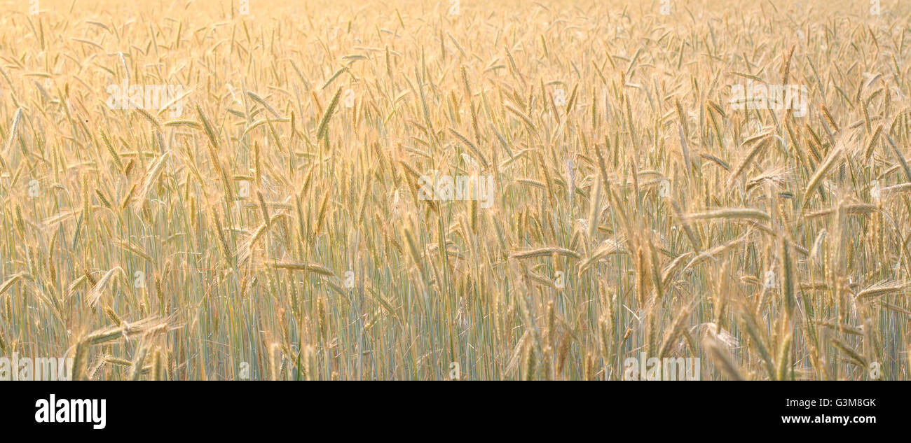 Arrière-plan de céréales à grain - Champ - champ de blé Banque D'Images