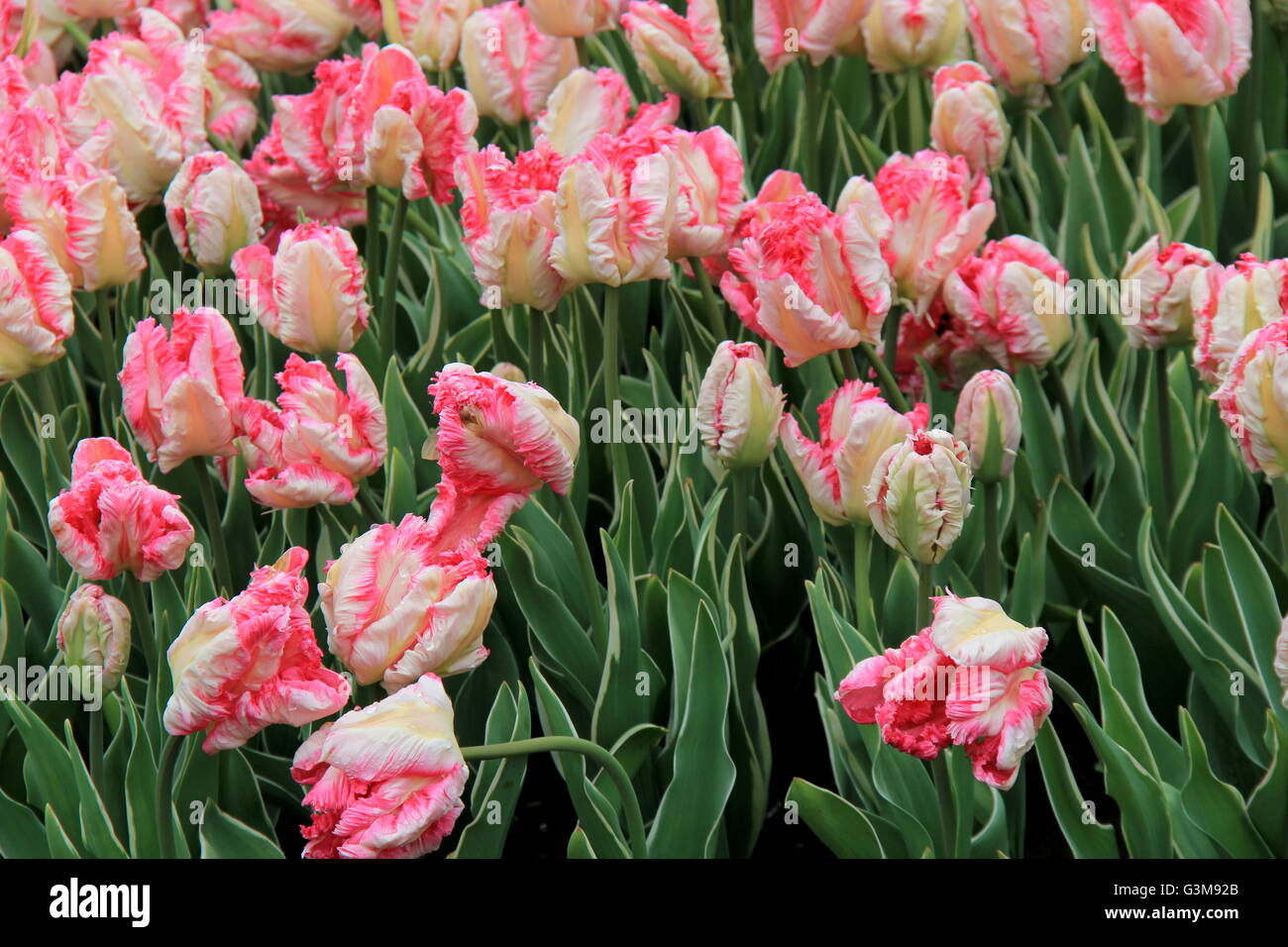 Magnifique paysage de tulipes roses et blanches colorées avec fringing sur chaque pétale niché dans la verdure des plantes dans un jardin printanier. Banque D'Images