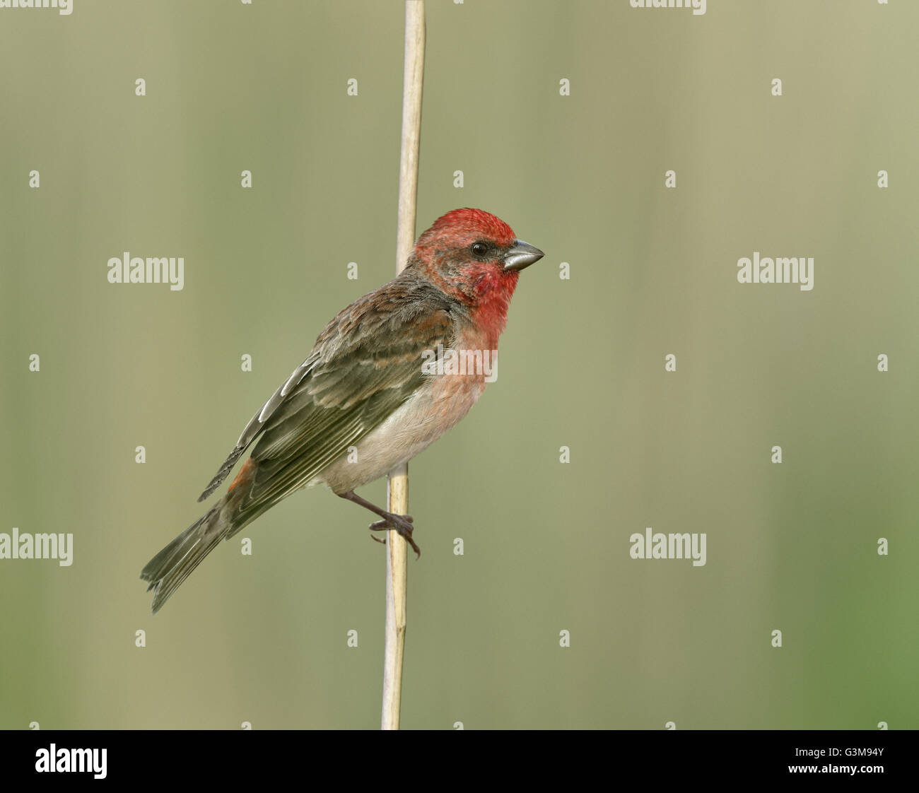 - Carpodacus erythrinus Common Rosefinch Banque D'Images