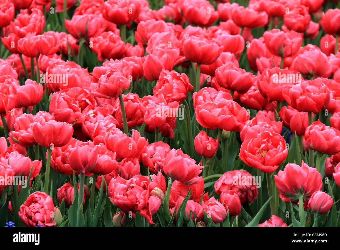 Superbe image de chambres lumineuses et colorées aux teintes roses tulipes au jardin paysager. Banque D'Images