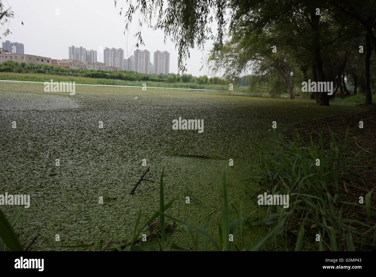 Zhengzhou, Zhengzhou, CHN. 12 Juin, 2016. Zhengzhou, Chine - 12 juin 2016 : (usage éditorial uniquement. Les algues vertes de la Chine) avec une épaisseur de 2cm les rampes et couvrir l'ensemble du lac Xiliu Zhengzhou, la transformant en une pelouse. Les chiens et les enfants peuvent même pas sur elle. Les obtenir du personnel hors de l'eau et remplir 20 camions chaque jour mais toujours rien. Il s'est produit en raison de la pollution de l'eau et ne peut pas être résolu de manière artificielle. © SIPA Asie/ZUMA/Alamy Fil Live News Banque D'Images