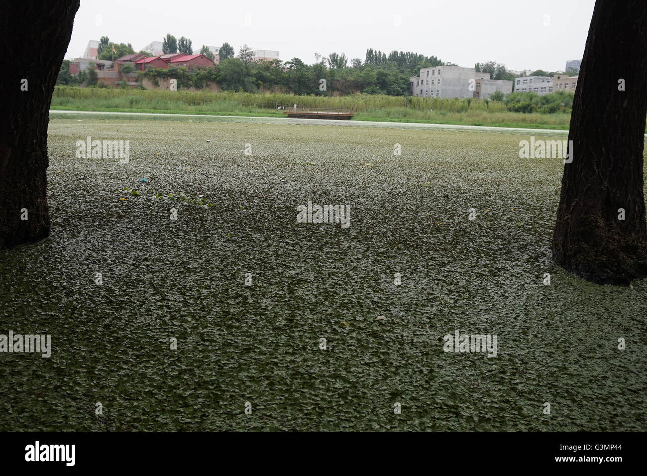 Zhengzhou, Zhengzhou, CHN. 12 Juin, 2016. Zhengzhou, Chine - 12 juin 2016 : (usage éditorial uniquement. Les algues vertes de la Chine) avec une épaisseur de 2cm les rampes et couvrir l'ensemble du lac Xiliu Zhengzhou, la transformant en une pelouse. Les chiens et les enfants peuvent même pas sur elle. Les obtenir du personnel hors de l'eau et remplir 20 camions chaque jour mais toujours rien. Il s'est produit en raison de la pollution de l'eau et ne peut pas être résolu de manière artificielle. © SIPA Asie/ZUMA/Alamy Fil Live News Banque D'Images
