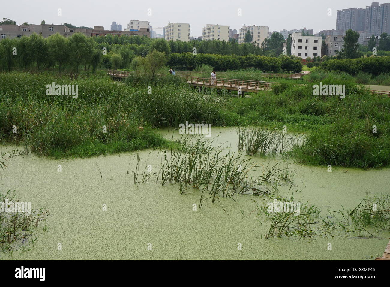 Zhengzhou, Zhengzhou, CHN. 12 Juin, 2016. Zhengzhou, Chine - 12 juin 2016 : (usage éditorial uniquement. Les algues vertes de la Chine) avec une épaisseur de 2cm les rampes et couvrir l'ensemble du lac Xiliu Zhengzhou, la transformant en une pelouse. Les chiens et les enfants peuvent même pas sur elle. Les obtenir du personnel hors de l'eau et remplir 20 camions chaque jour mais toujours rien. Il s'est produit en raison de la pollution de l'eau et ne peut pas être résolu de manière artificielle. © SIPA Asie/ZUMA/Alamy Fil Live News Banque D'Images