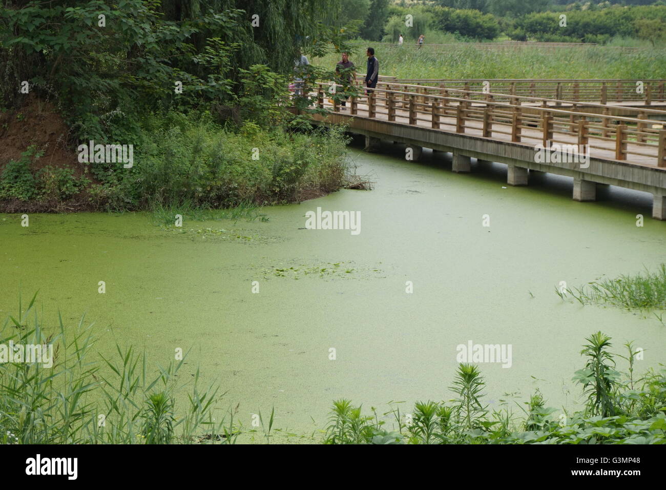 Zhengzhou, Zhengzhou, CHN. 12 Juin, 2016. Zhengzhou, Chine - 12 juin 2016 : (usage éditorial uniquement. Les algues vertes de la Chine) avec une épaisseur de 2cm les rampes et couvrir l'ensemble du lac Xiliu Zhengzhou, la transformant en une pelouse. Les chiens et les enfants peuvent même pas sur elle. Les obtenir du personnel hors de l'eau et remplir 20 camions chaque jour mais toujours rien. Il s'est produit en raison de la pollution de l'eau et ne peut pas être résolu de manière artificielle. © SIPA Asie/ZUMA/Alamy Fil Live News Banque D'Images
