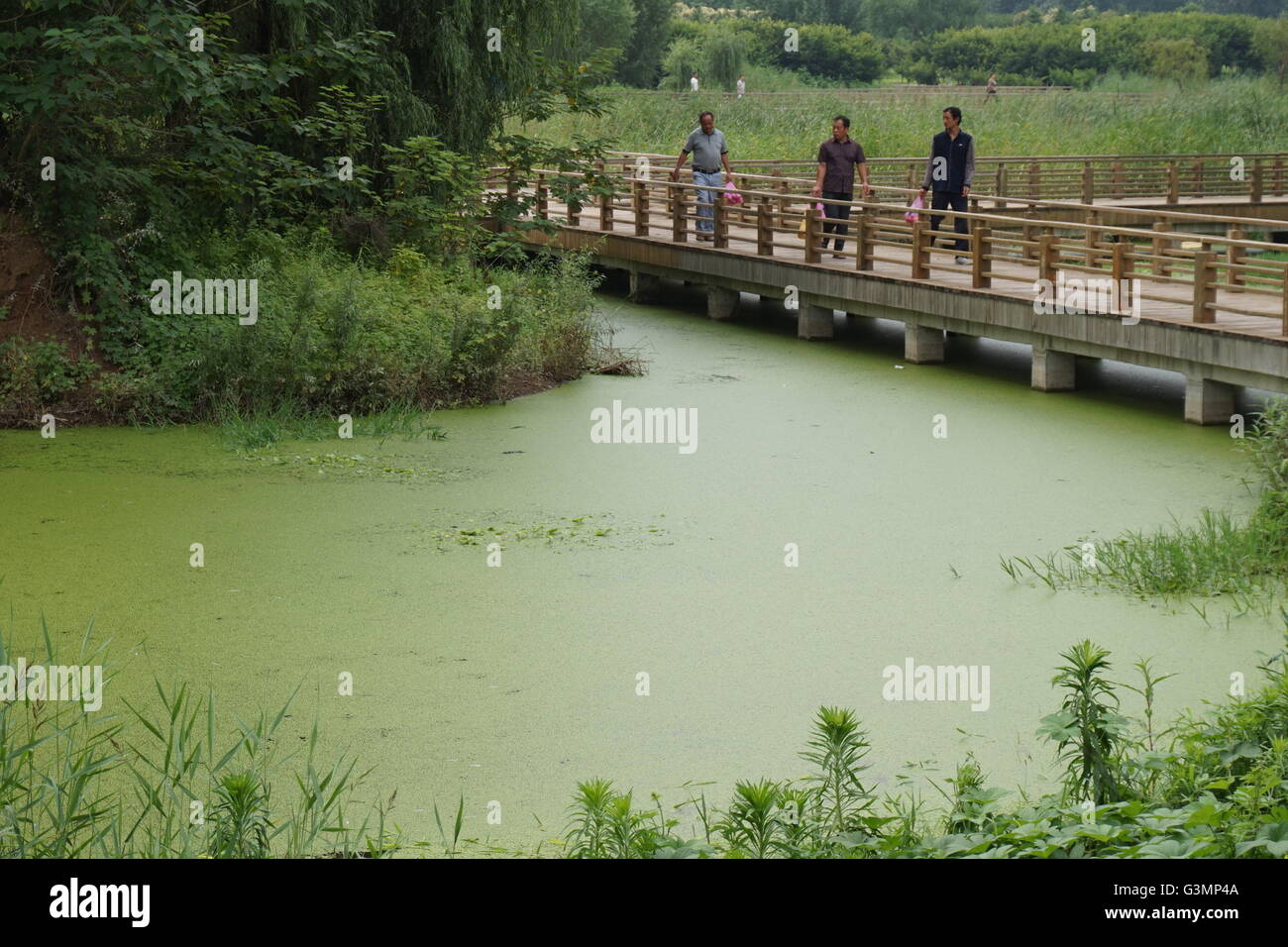 Zhengzhou, Zhengzhou, CHN. 12 Juin, 2016. Zhengzhou, Chine - 12 juin 2016 : (usage éditorial uniquement. Les algues vertes de la Chine) avec une épaisseur de 2cm les rampes et couvrir l'ensemble du lac Xiliu Zhengzhou, la transformant en une pelouse. Les chiens et les enfants peuvent même pas sur elle. Les obtenir du personnel hors de l'eau et remplir 20 camions chaque jour mais toujours rien. Il s'est produit en raison de la pollution de l'eau et ne peut pas être résolu de manière artificielle. © SIPA Asie/ZUMA/Alamy Fil Live News Banque D'Images