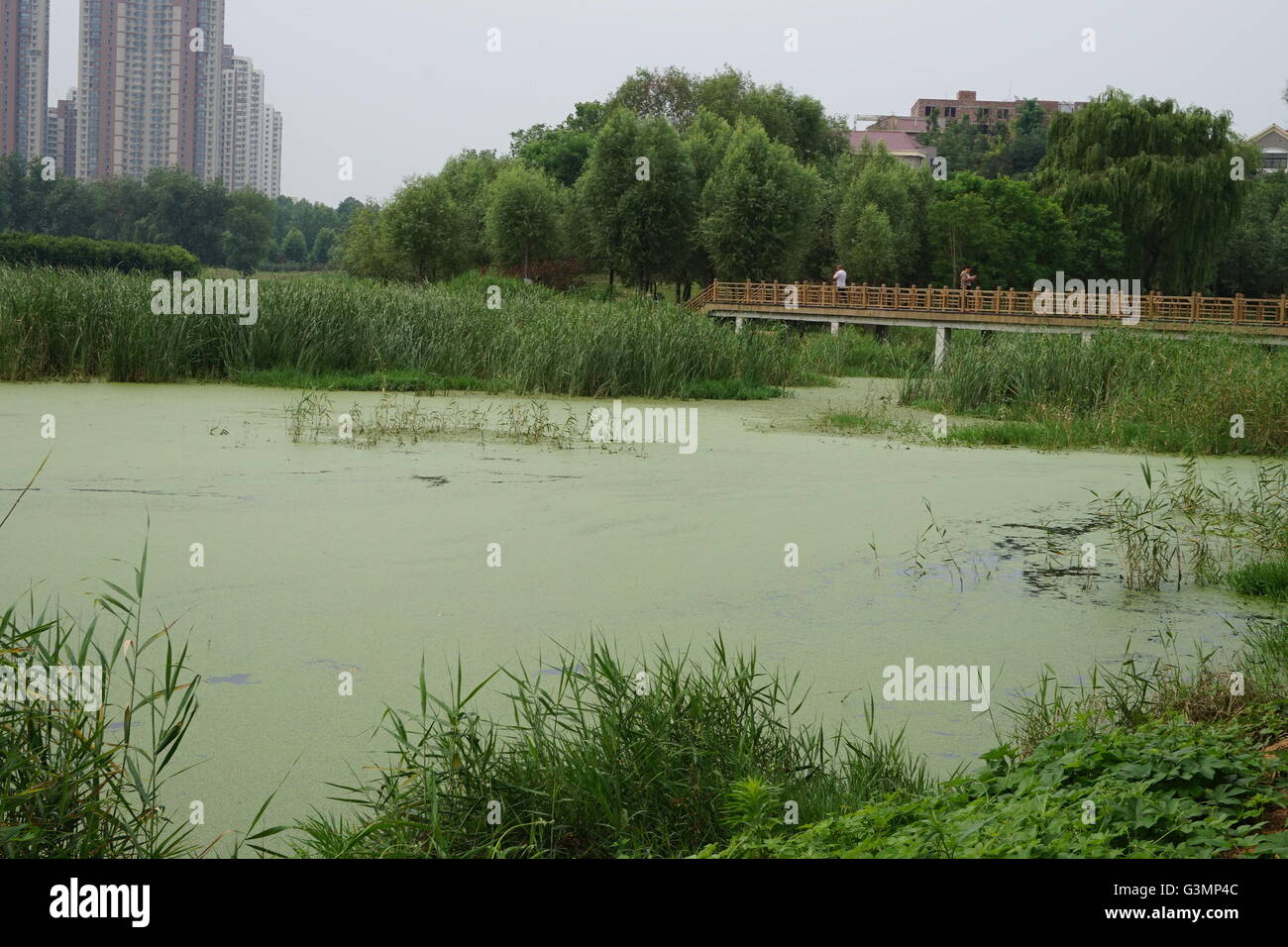 Zhengzhou, Zhengzhou, CHN. 12 Juin, 2016. Zhengzhou, Chine - 12 juin 2016 : (usage éditorial uniquement. Les algues vertes de la Chine) avec une épaisseur de 2cm les rampes et couvrir l'ensemble du lac Xiliu Zhengzhou, la transformant en une pelouse. Les chiens et les enfants peuvent même pas sur elle. Les obtenir du personnel hors de l'eau et remplir 20 camions chaque jour mais toujours rien. Il s'est produit en raison de la pollution de l'eau et ne peut pas être résolu de manière artificielle. © SIPA Asie/ZUMA/Alamy Fil Live News Banque D'Images