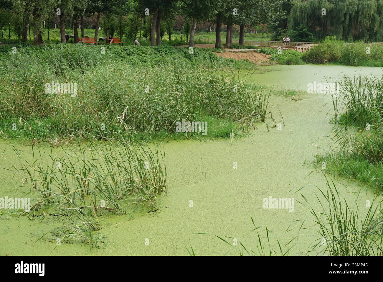 Zhengzhou, Zhengzhou, CHN. 12 Juin, 2016. Zhengzhou, Chine - 12 juin 2016 : (usage éditorial uniquement. Les algues vertes de la Chine) avec une épaisseur de 2cm les rampes et couvrir l'ensemble du lac Xiliu Zhengzhou, la transformant en une pelouse. Les chiens et les enfants peuvent même pas sur elle. Les obtenir du personnel hors de l'eau et remplir 20 camions chaque jour mais toujours rien. Il s'est produit en raison de la pollution de l'eau et ne peut pas être résolu de manière artificielle. © SIPA Asie/ZUMA/Alamy Fil Live News Banque D'Images